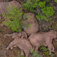 The famous elephants napping.